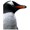 Pingouin