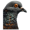 Dove