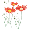 Daisies