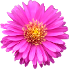 lyserød blomst pink blomst sommer aster