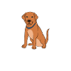 Dog groomer and dog grooming