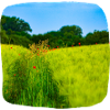 Dirt road in spring