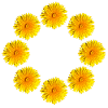 DANDELIONS III