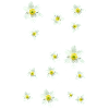 WOOD ANEMONE