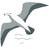 Majestic Albatross
