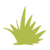herbe symbole nature plante vert