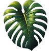 Monstera Leaf