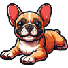 Französische Bulldogge