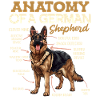 Anatomie du berger allemand drôle