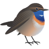Bluethroat Bird Graphic /Illustration
