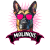 MALINOIS DIVA Hond Moeder Belgische Herder
