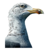 Gull