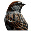 Sparrow