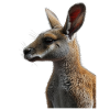 Wallaby