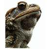 Toad