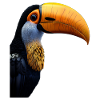 Toucan