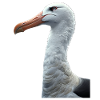 Albatross