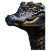 Alligator