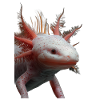Axolotl