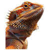 Bearded Dragon