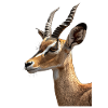 Antelope
