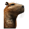 Capybara