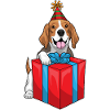 Beagle Birthday Package