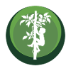 Tree Climbing Equipment