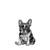 French Bulldog BREAKDOWN Frenchie