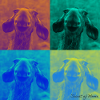 Secret of Moose - Duplex