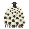 Black sheep