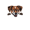 Jack Russell Strong - Loyal - Inconditionnel