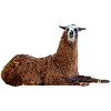 Lama