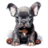 Chiot bouledogue français noir
