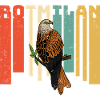 Greifvogel Rotmilan Vogel Beobachten Wald