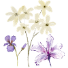 Fleurs Blumen