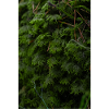 Nordic Moss