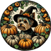 Halloween Yorkie