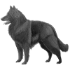 Groenendael