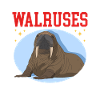 Walrus Walrus Walrus Walrus Gift