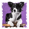 Dog sitting on stool