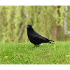 Crow Enthusiast