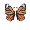 Monarch Butterflies I Breeding Butterflies