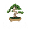 Je regarde mon bonsaï grandir