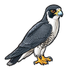 Stolzer Wanderfalke In Pose