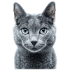 Russian Blue