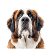Saint Bernard
