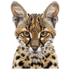 Chat de la savane
