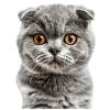 Scottish Fold-eared Cat