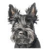 Scottish Terrier